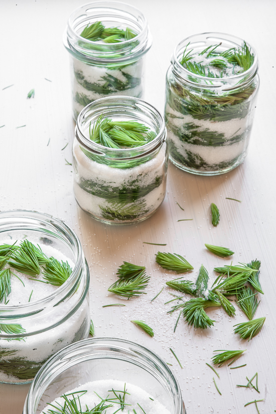 pine sprouts syrup